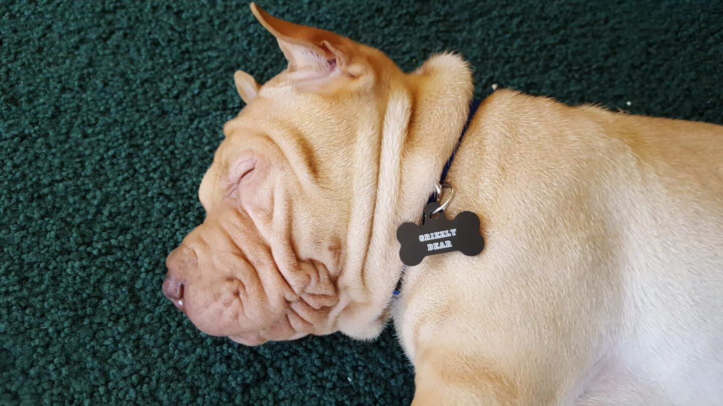 Sleepy boy
