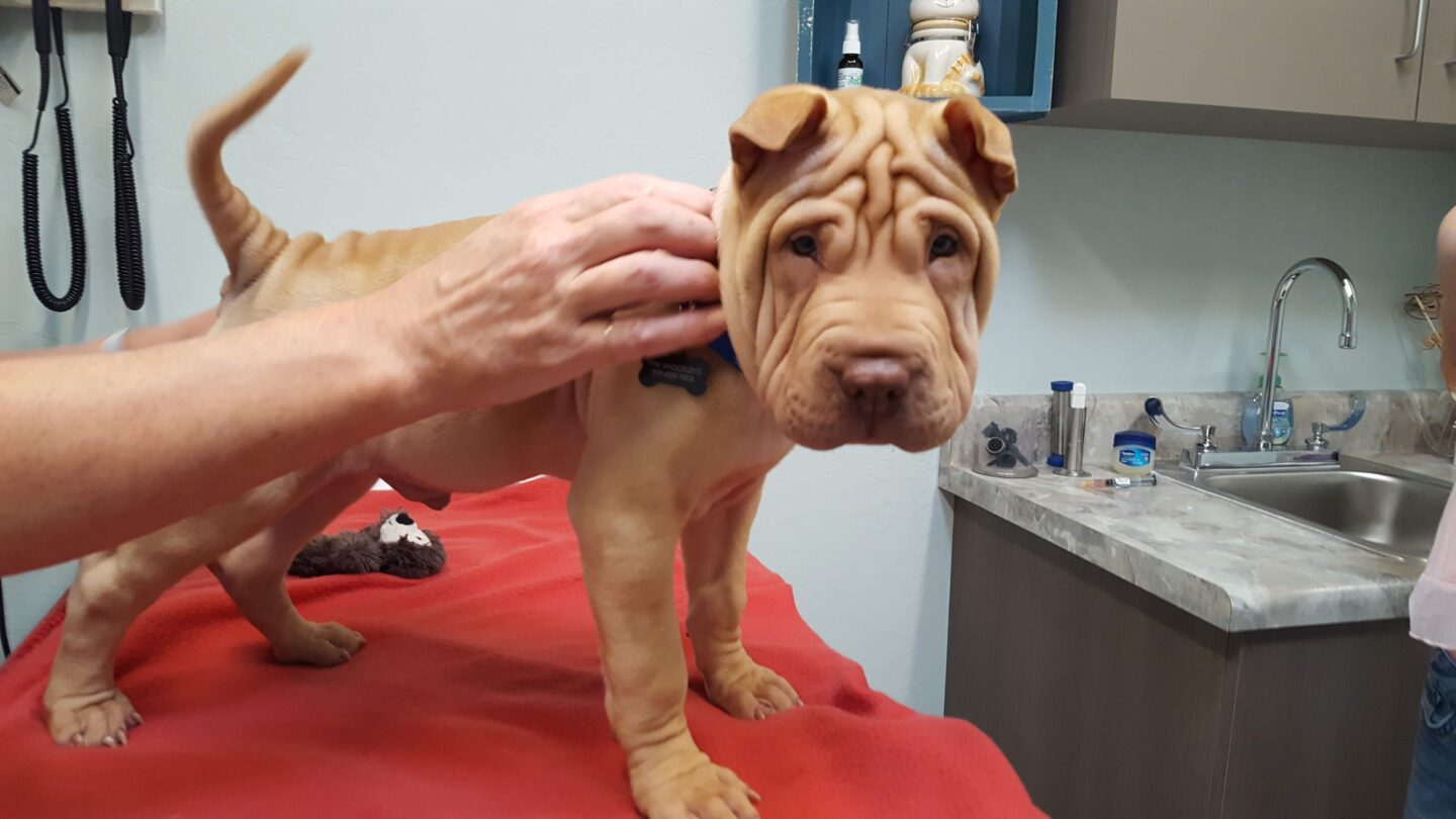 First checkup