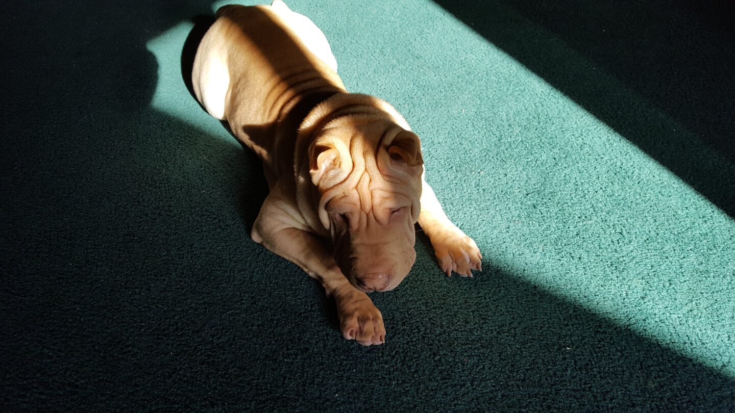Aways wanting to play
