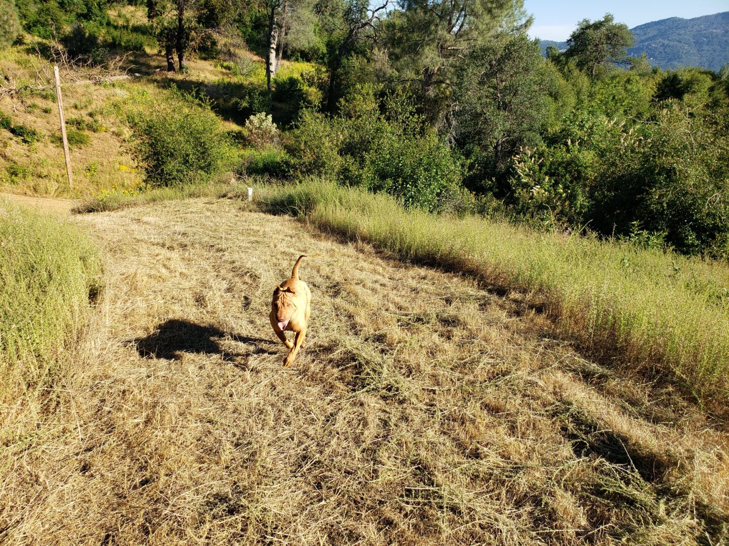 Running wild