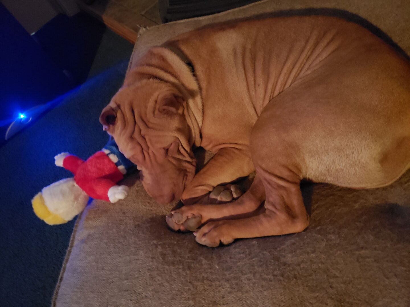 Sleeping with his pal
