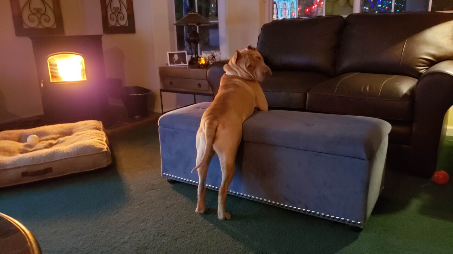Grizzly was never at ease until everyone was home