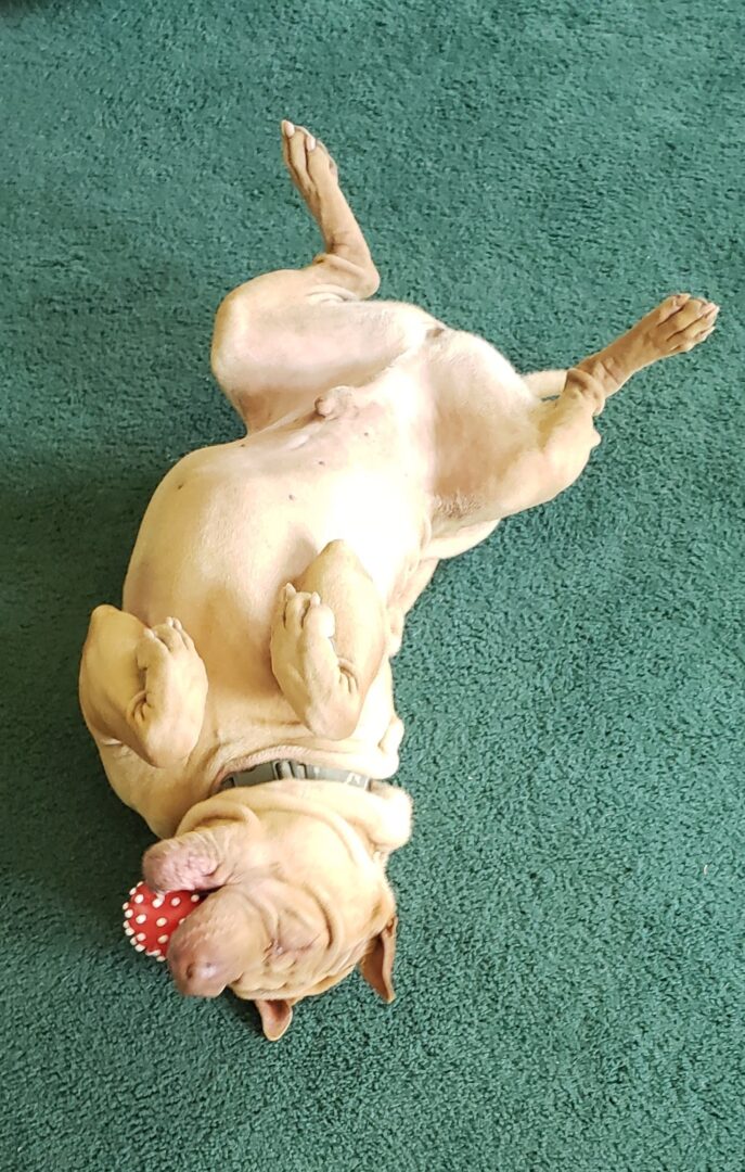 Grizz just loved his toys