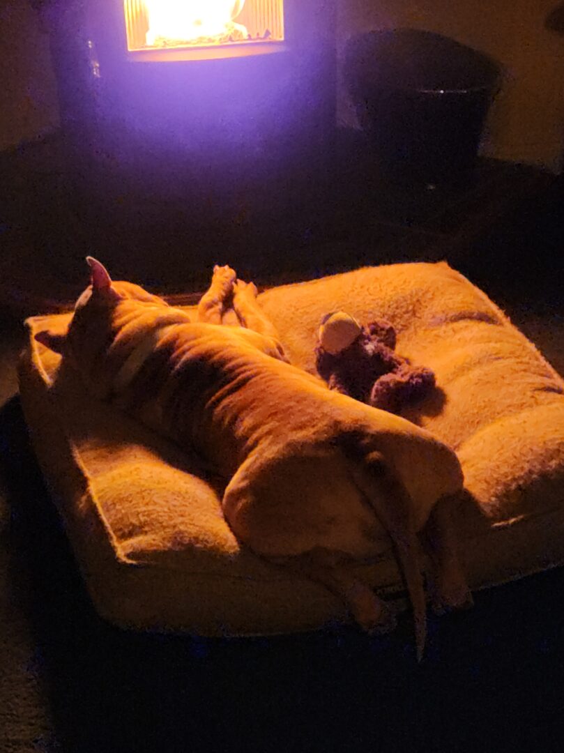 Grizz loved sleeping by the fire