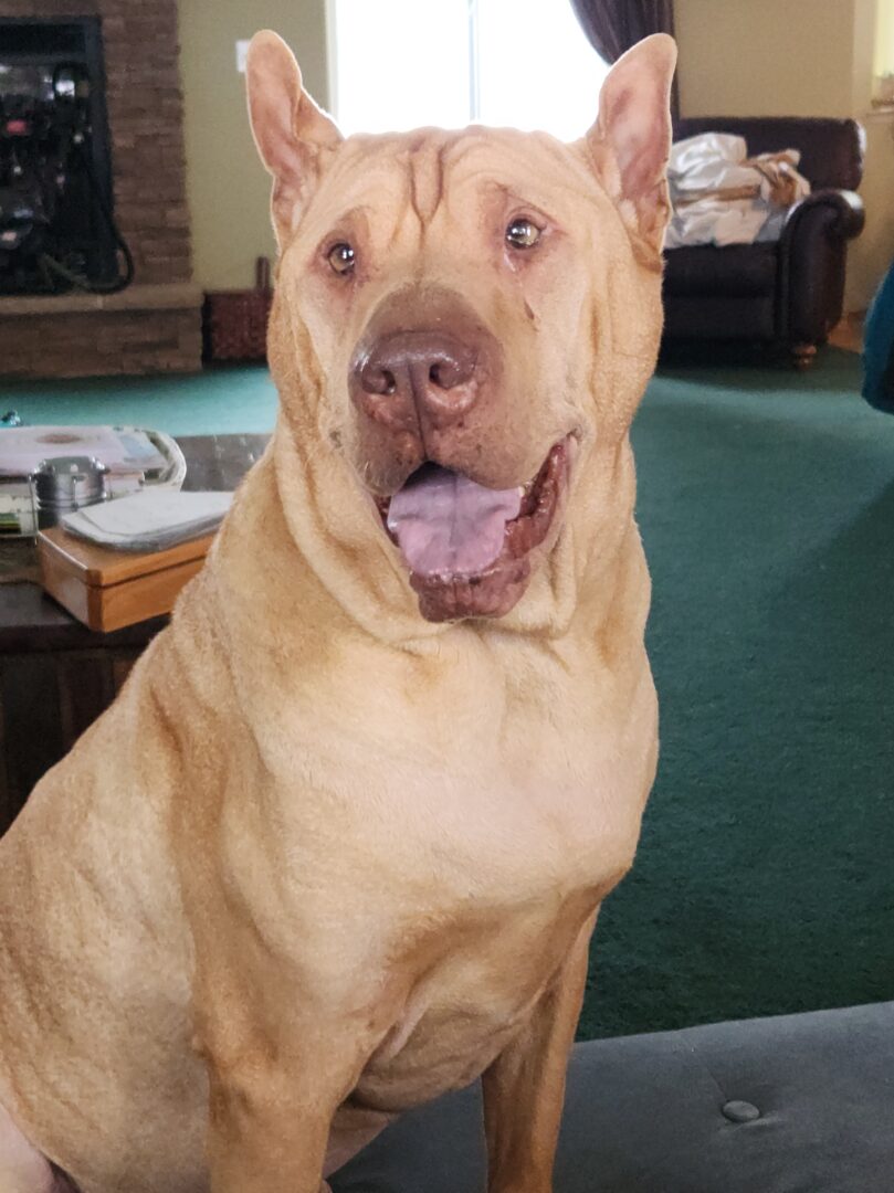 Goodbye my Baby Boy