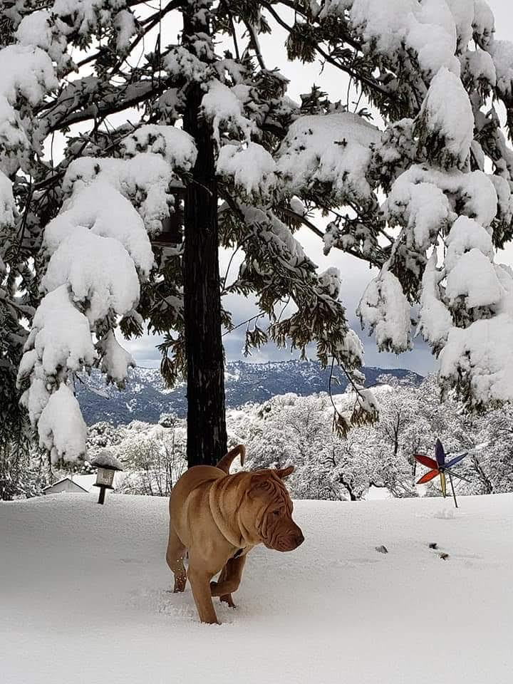 First snow