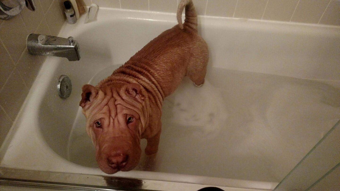 Bath time again?