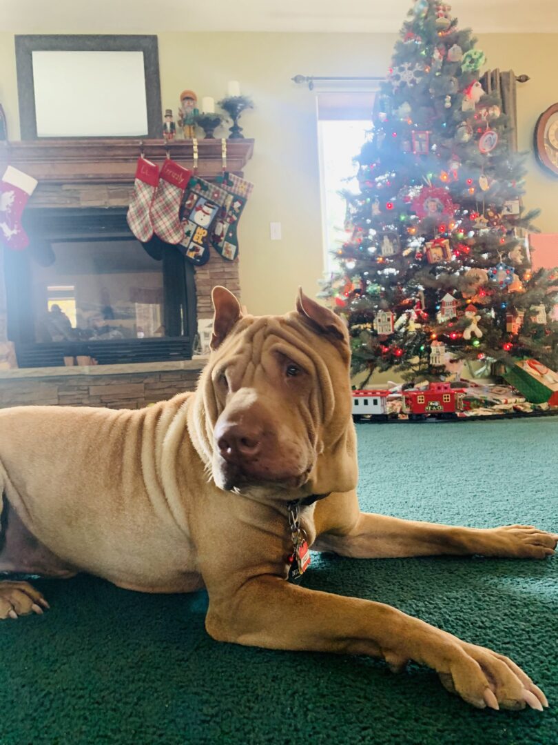 Christmas time
