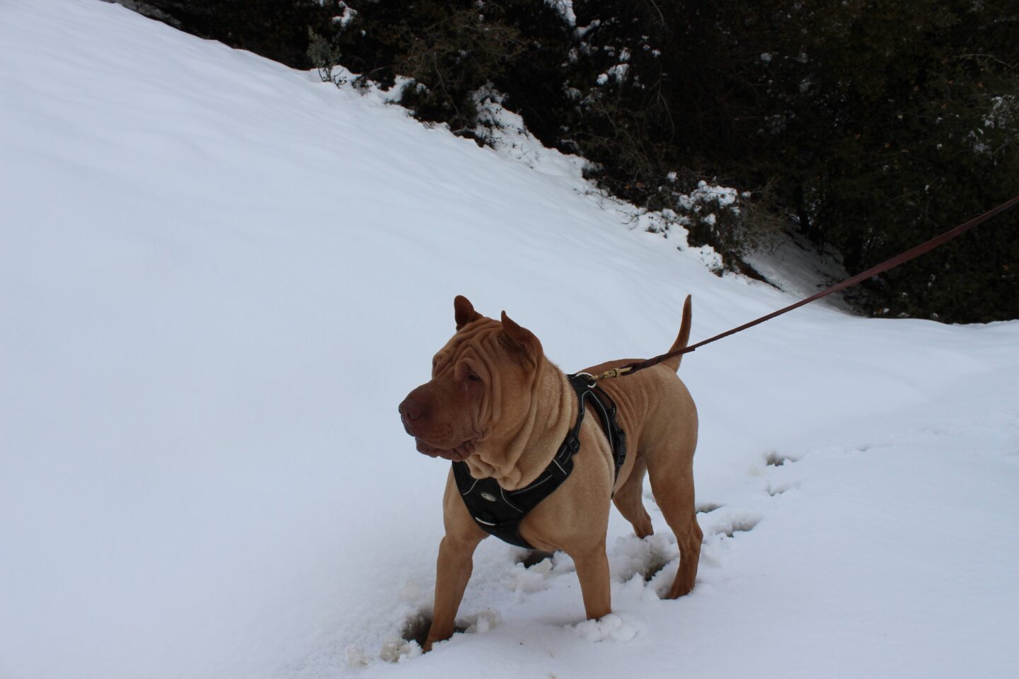 Grizz loved the snow
